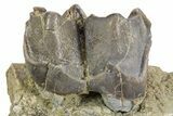 Fossil Titanothere (Megacerops) Jaw Section - South Dakota #300018-5